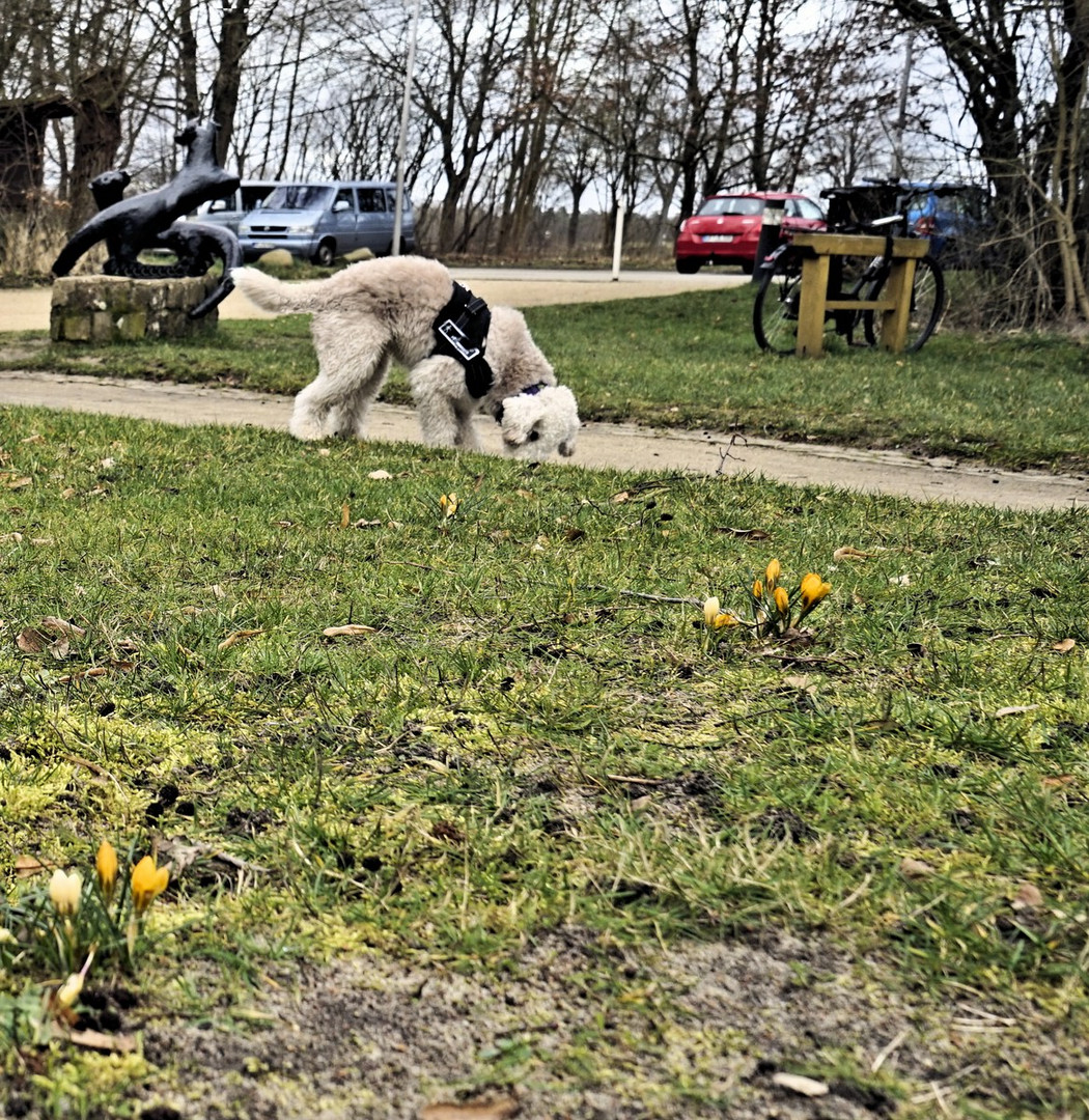 In Hankensbüttel zeigt sich schon zaghaft der Frühling...