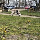 In Hankensbüttel zeigt sich schon zaghaft der Frühling...