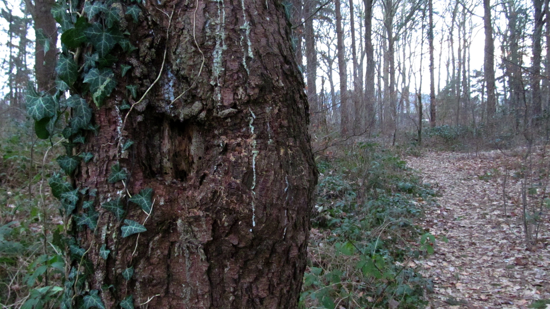 in Hechthausen im Wald ....