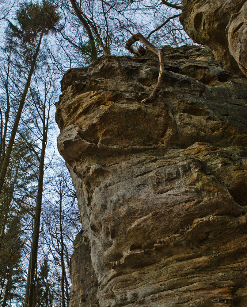 In heimischen Wäldern