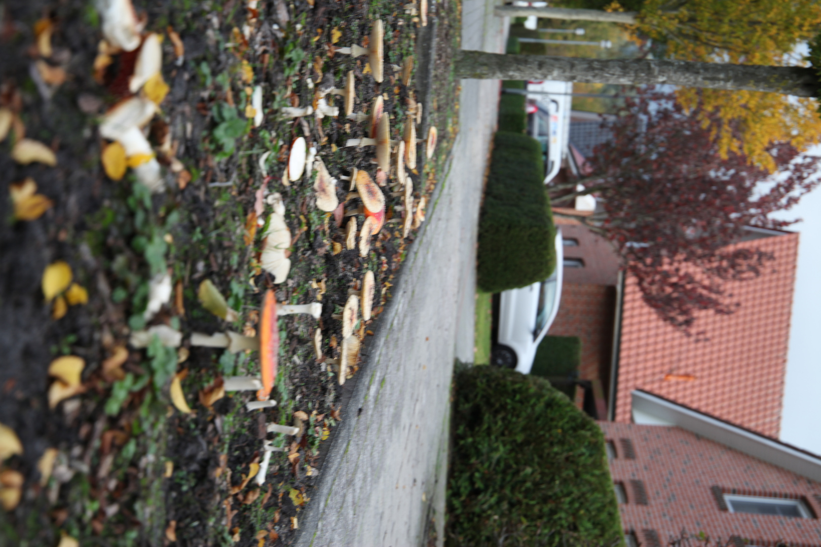 In Herbst an unsere Straße Kommen die Pilze wieder da. 