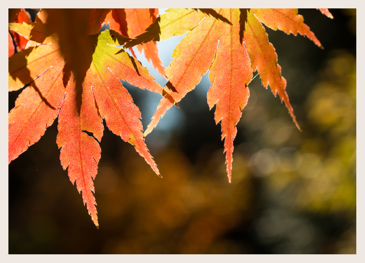 in Herbst Farben