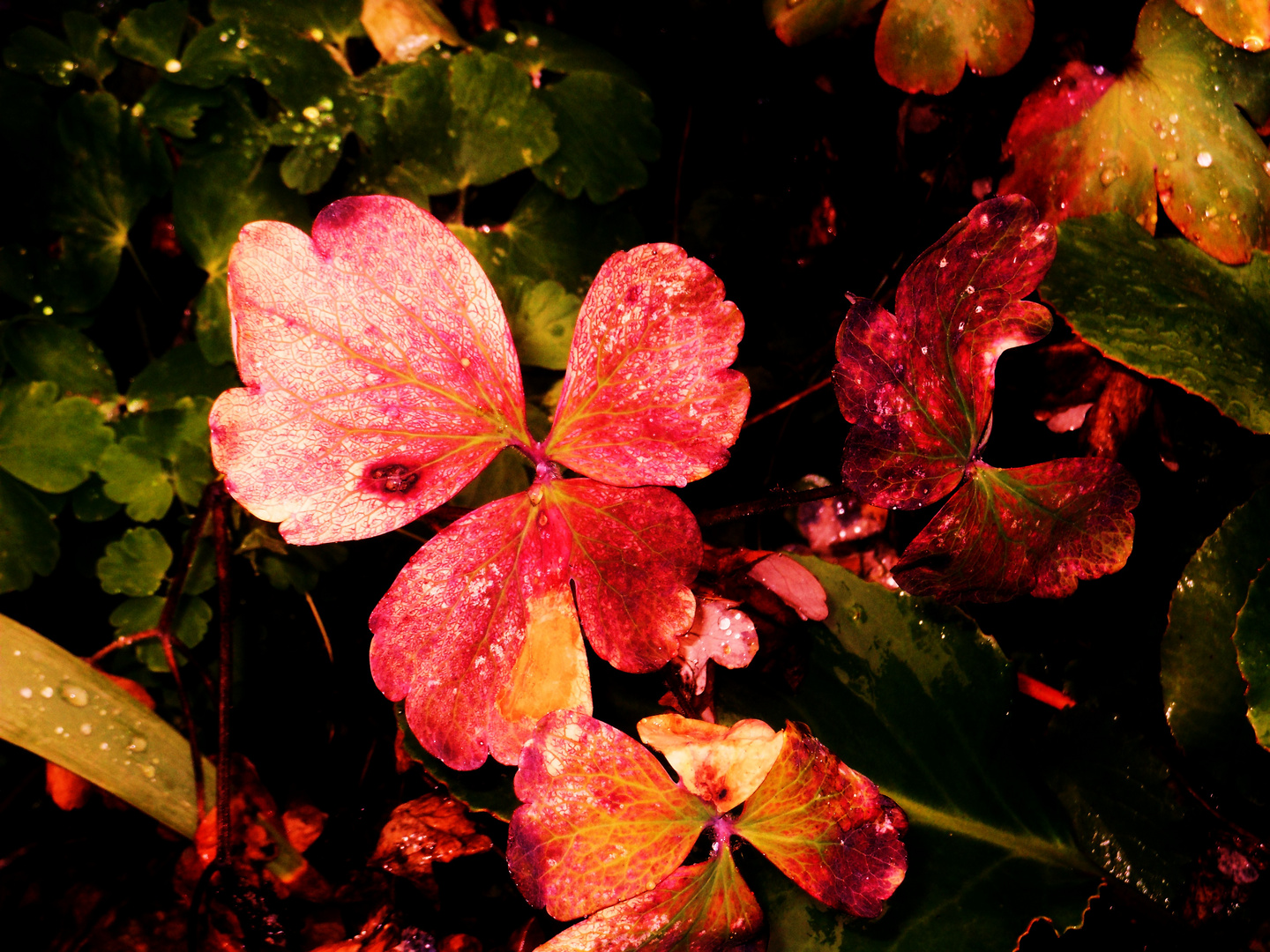 in herbstlichen Farben schon...