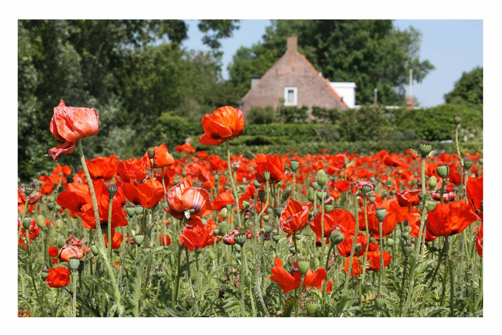 In Holland wo der Mohn blüht...