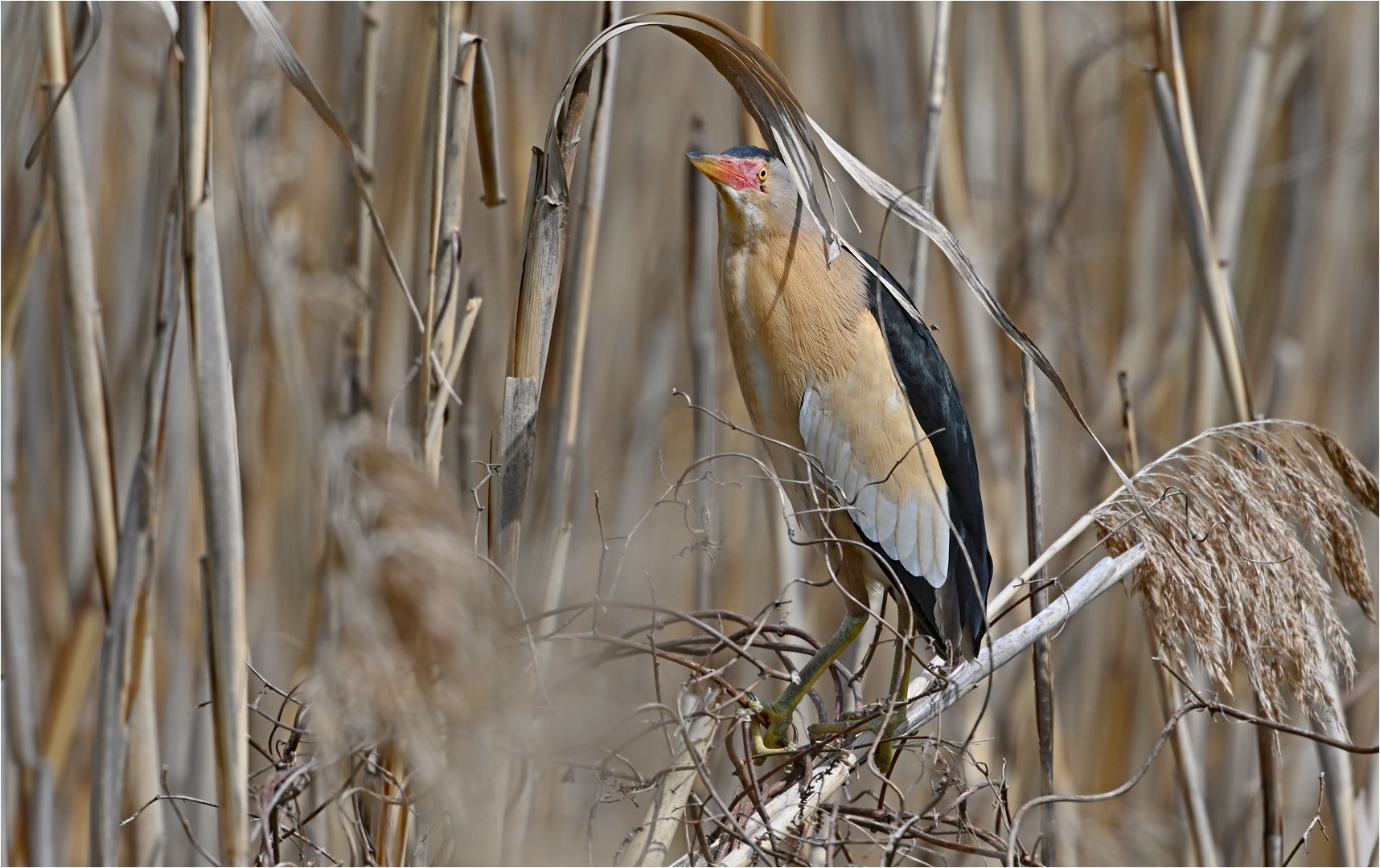 In ihrem Habitat ...