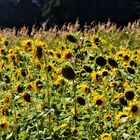 in ihrer Einfachheit und Schönheit sowie ihrer ganzen Sommerpracht