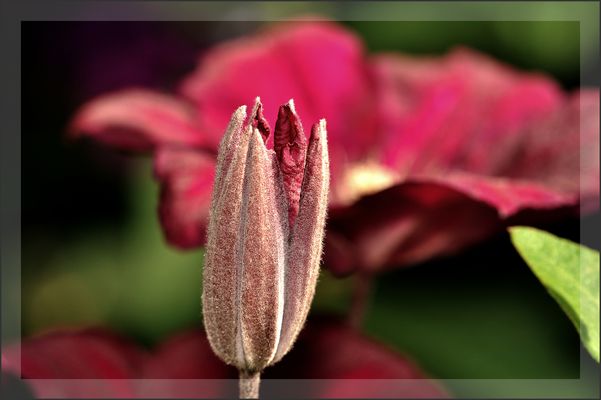 In jedem Anfang wohnt ein Zauber inne.........