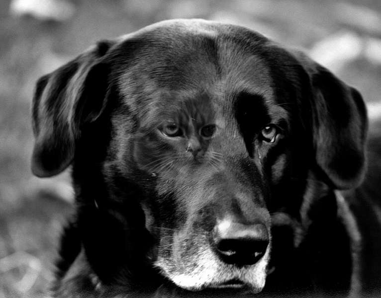 In jedem Hund steckt eine Katze!