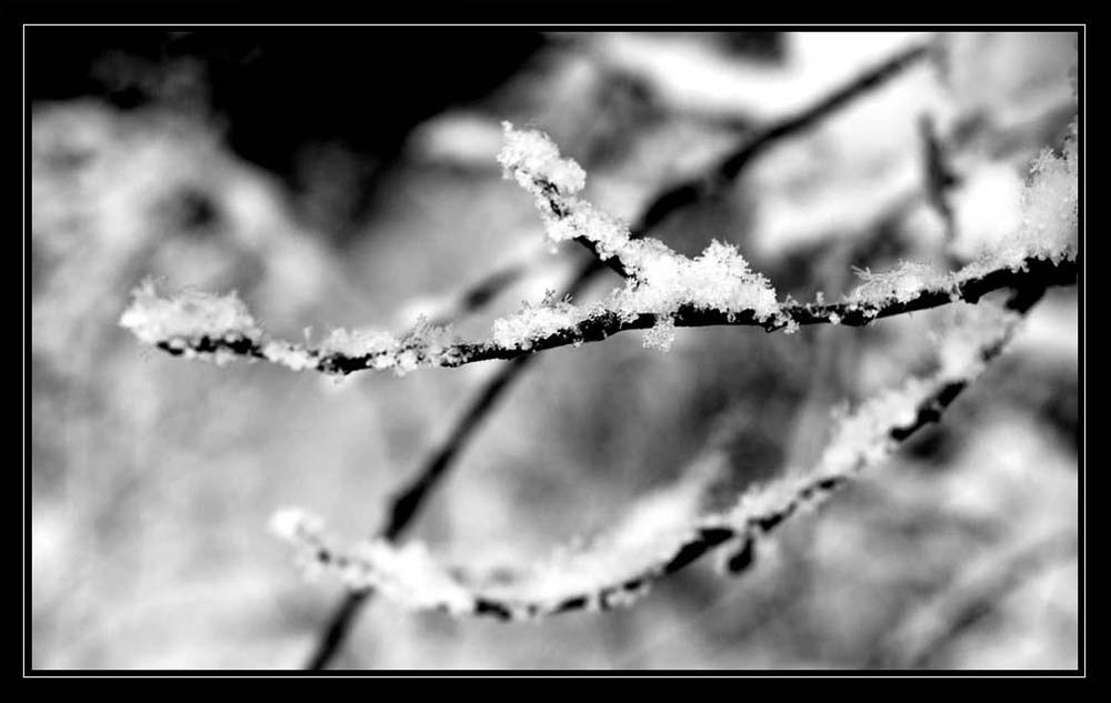 [in jedem winter steckt ein zitternder frühling] [reload]