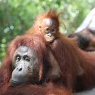 In Kalimantan - Borneo bei den Orang Utans