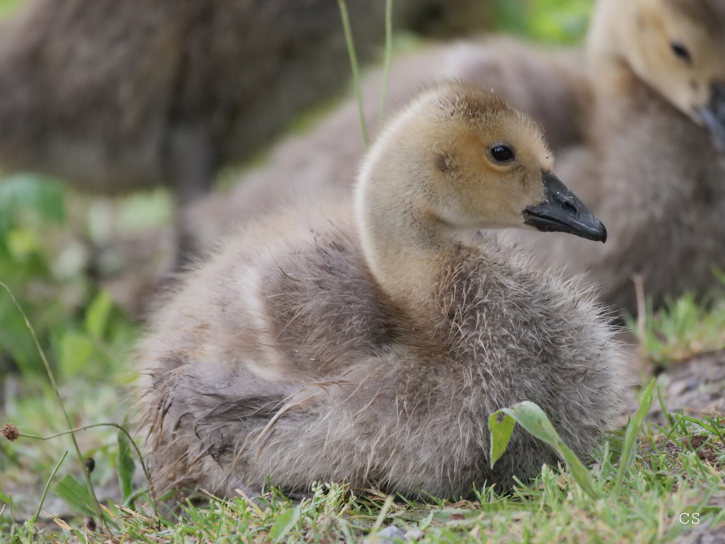 IN KANADA GANS SEIN! 