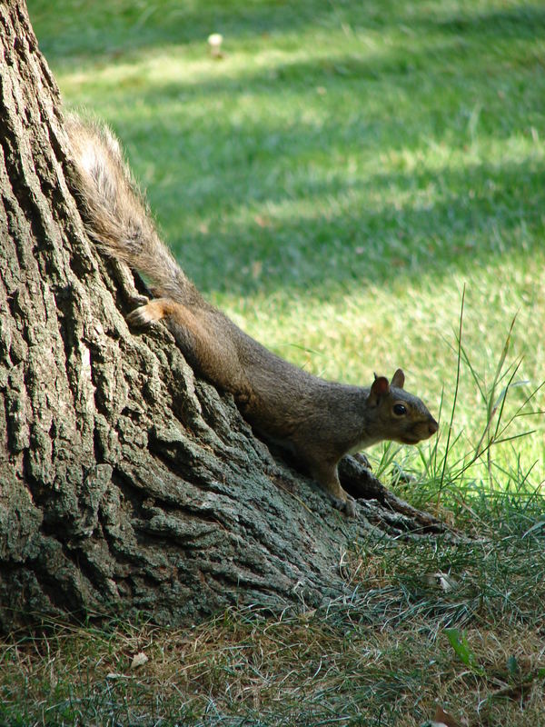 in Kanada können Eichhörnchen noch relaxen ;-)