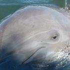 in Key Largo, südl. von Miami, gibt es eine Pflegestation für Delphine