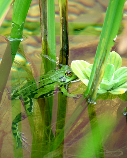 in klarem Wasser fühl ich mich am wohlsten