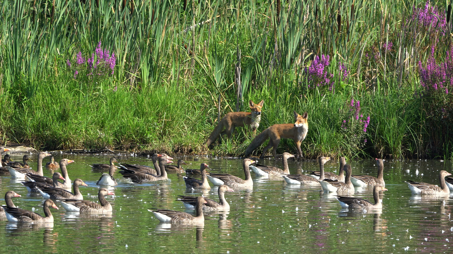 In Kompanie auf Gänsejagd