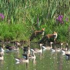 In Kompanie auf Gänsejagd