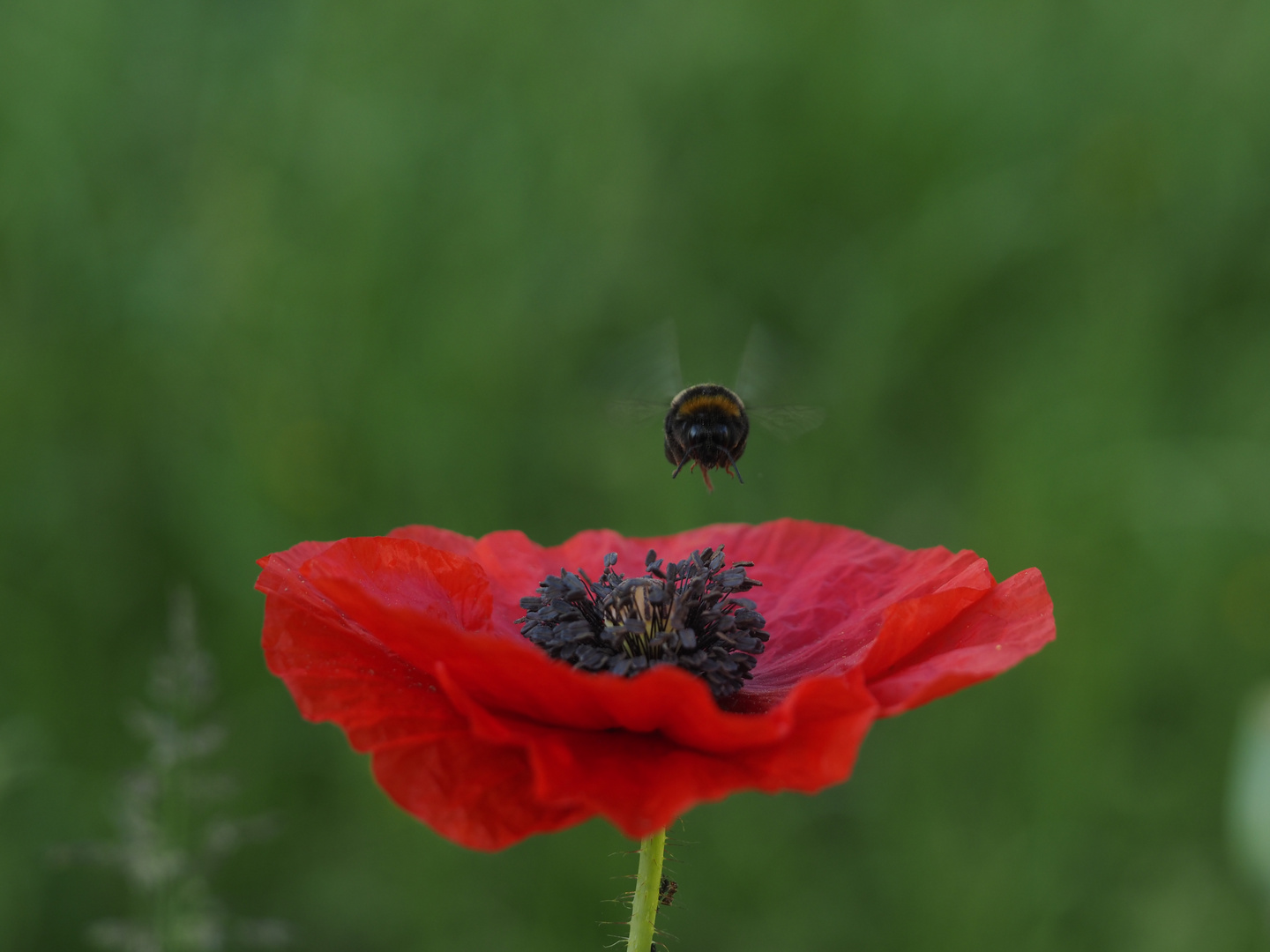 "In Kürze landen wir auf der Mohnblume."