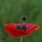 "In Kürze landen wir auf der Mohnblume."