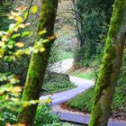 In Kurven durch den Wald