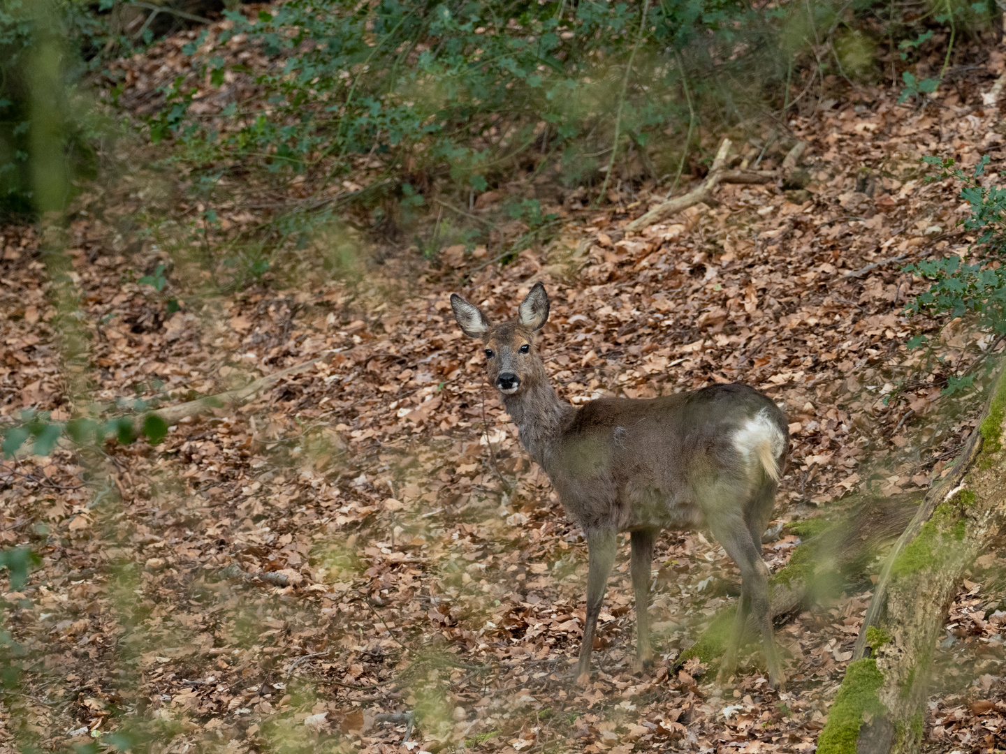 in Langenberg