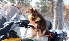 in Lapland leben