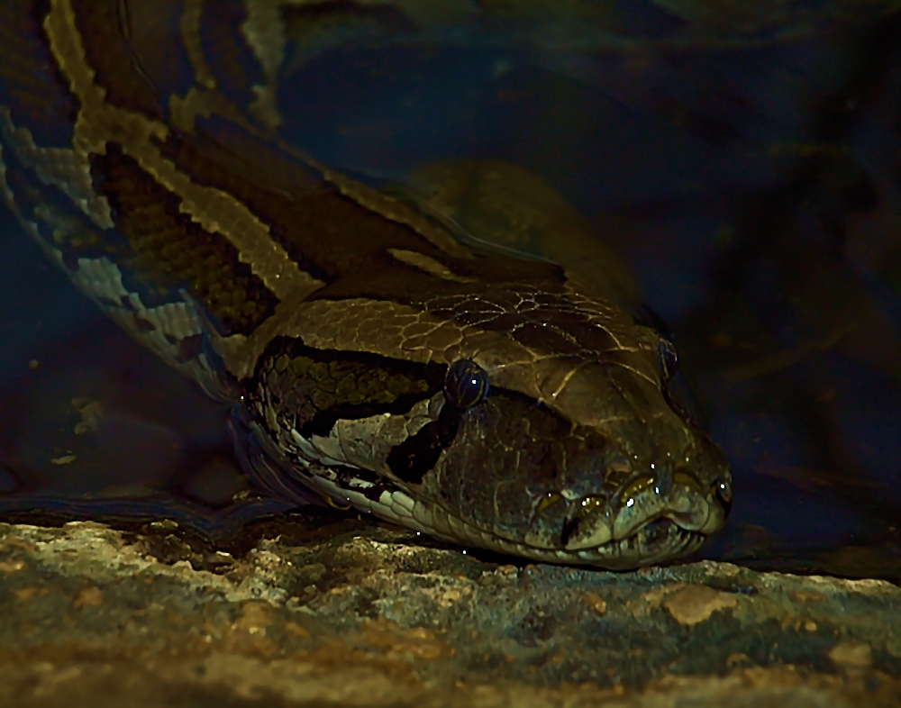 In Lauerstellung im Wasser