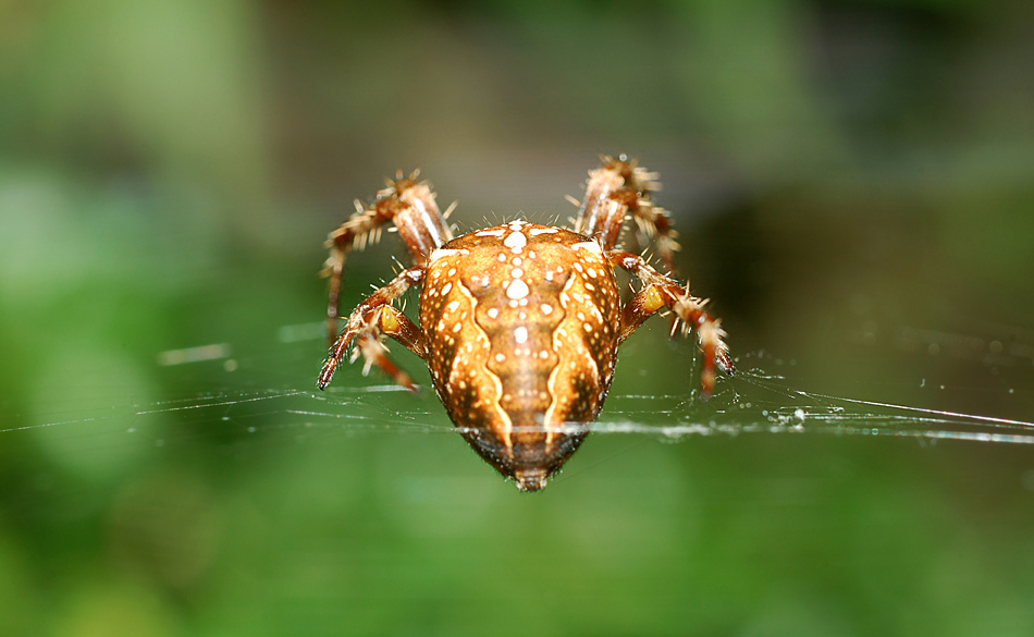 in lauerstellung ... - spiderview #4