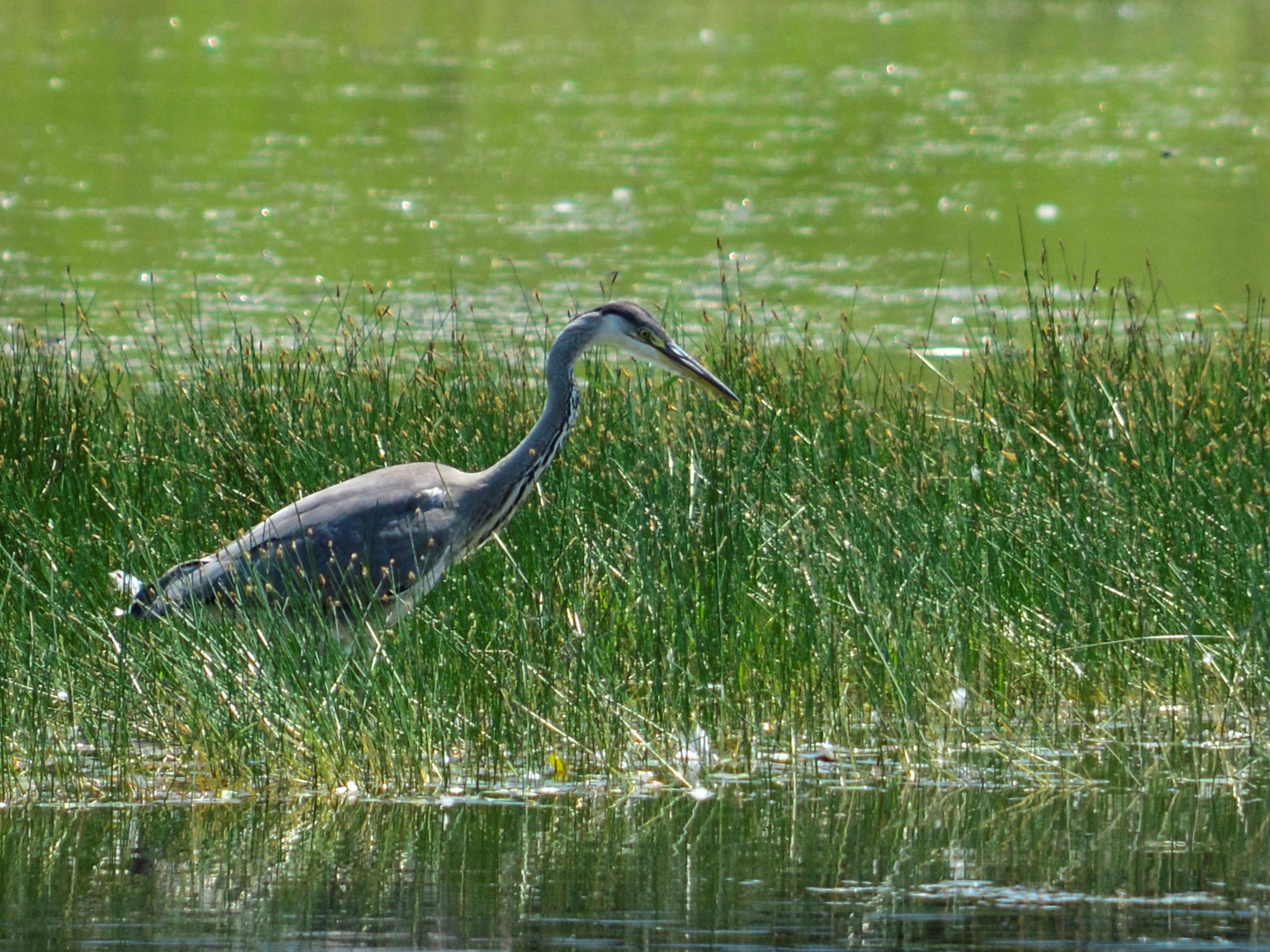 In Lauerstellung..........Reiher