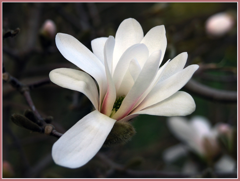 In Leipzig blühen die ersten Magnolien...