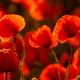 Mohn