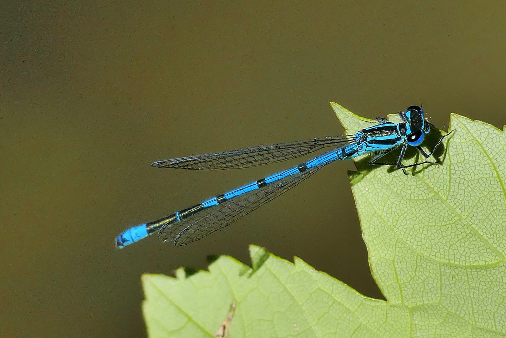 in leuchtendem Blau