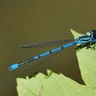 in leuchtendem Blau