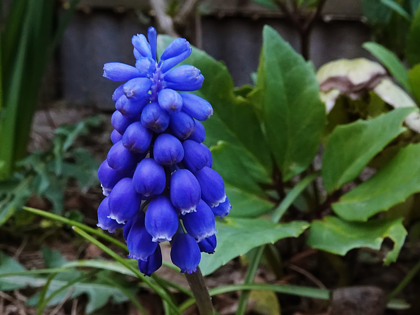 in leuchtendem Blau