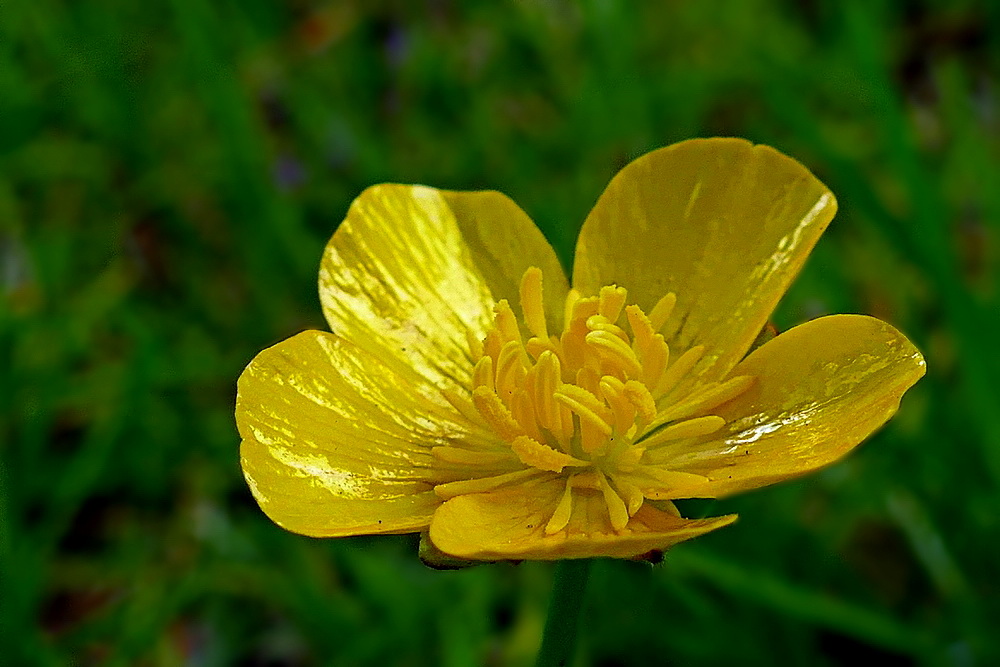 in leuchtendem Gelb