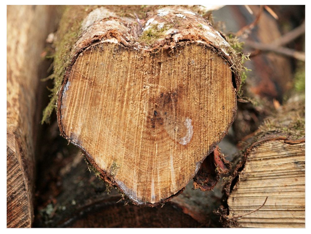 In Liebe zur Natur. Foto & Bild pflanzen, pilze & flechten, bäume