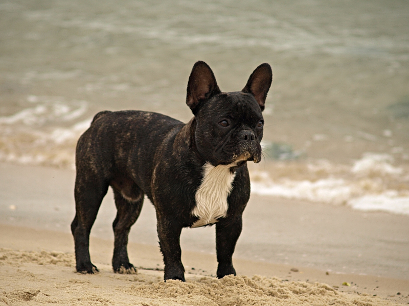 in List auf Sylt