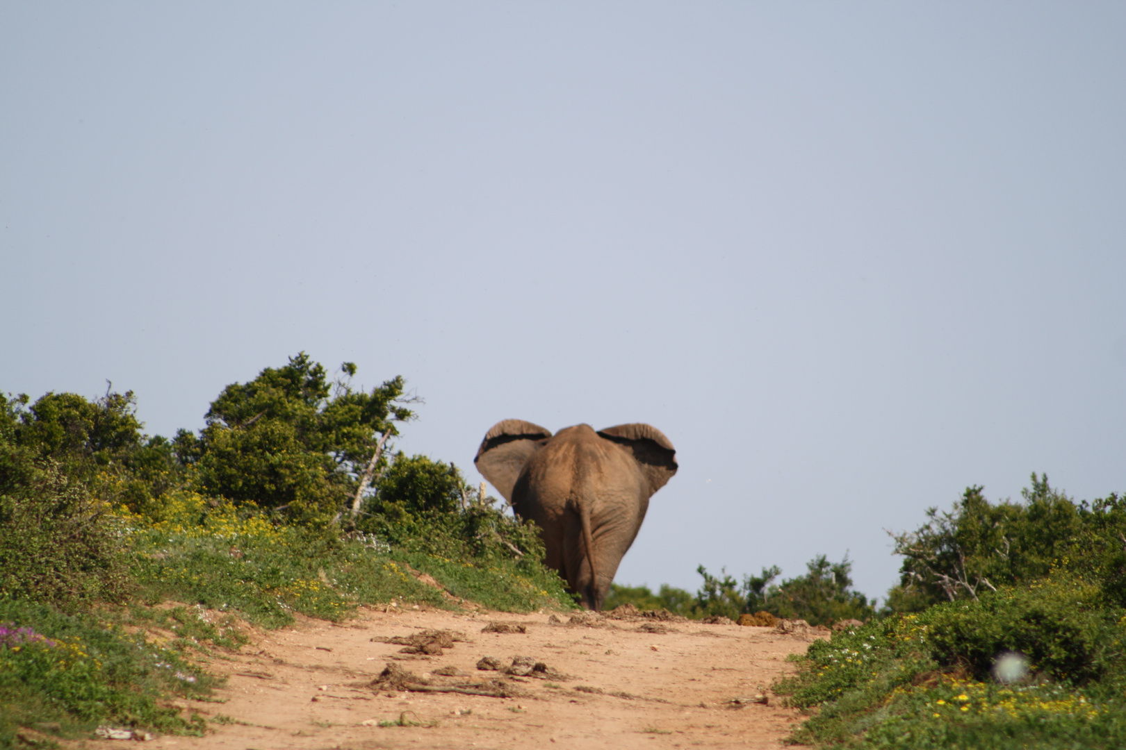 In love with Addo/ South Africa