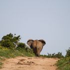 In love with Addo/ South Africa