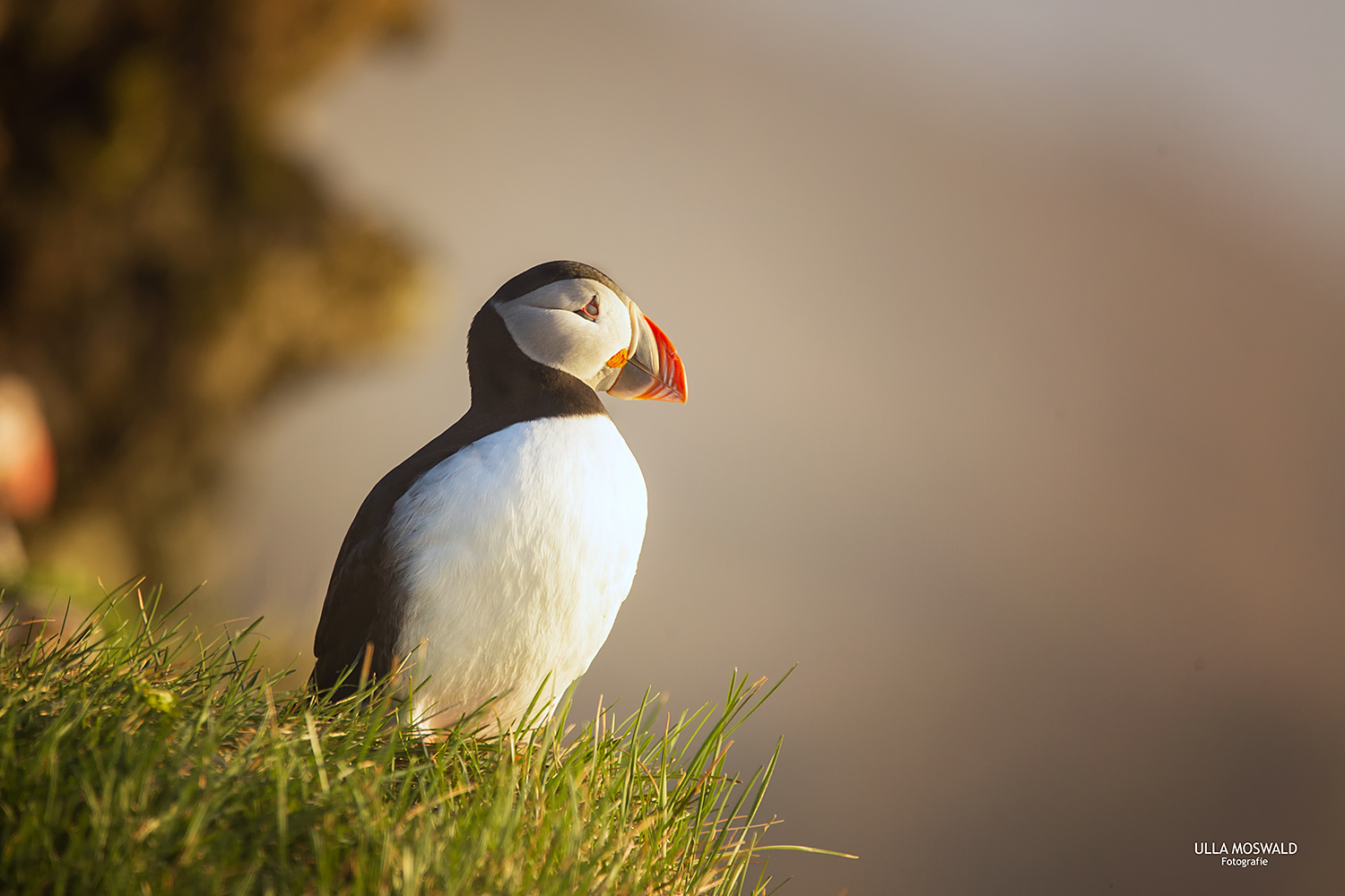 ...in love with puffins...