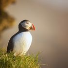 ...in love with puffins...