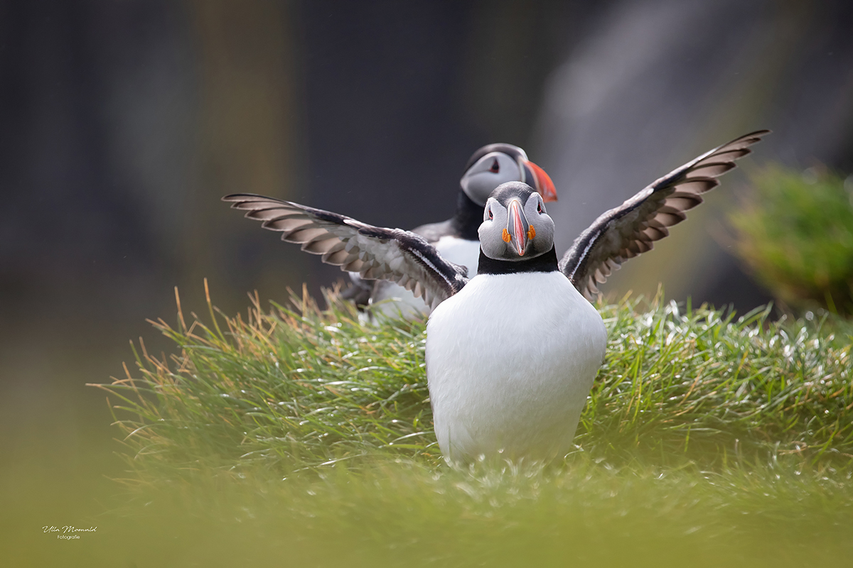 ...in love with puffins...