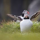 ...in love with puffins...