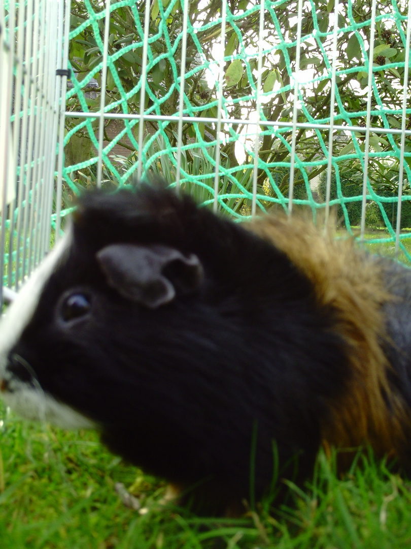In Loving Memory Foto Bild Tiere Haustiere Nagetiere Kaninchen Bilder Auf Fotocommunity