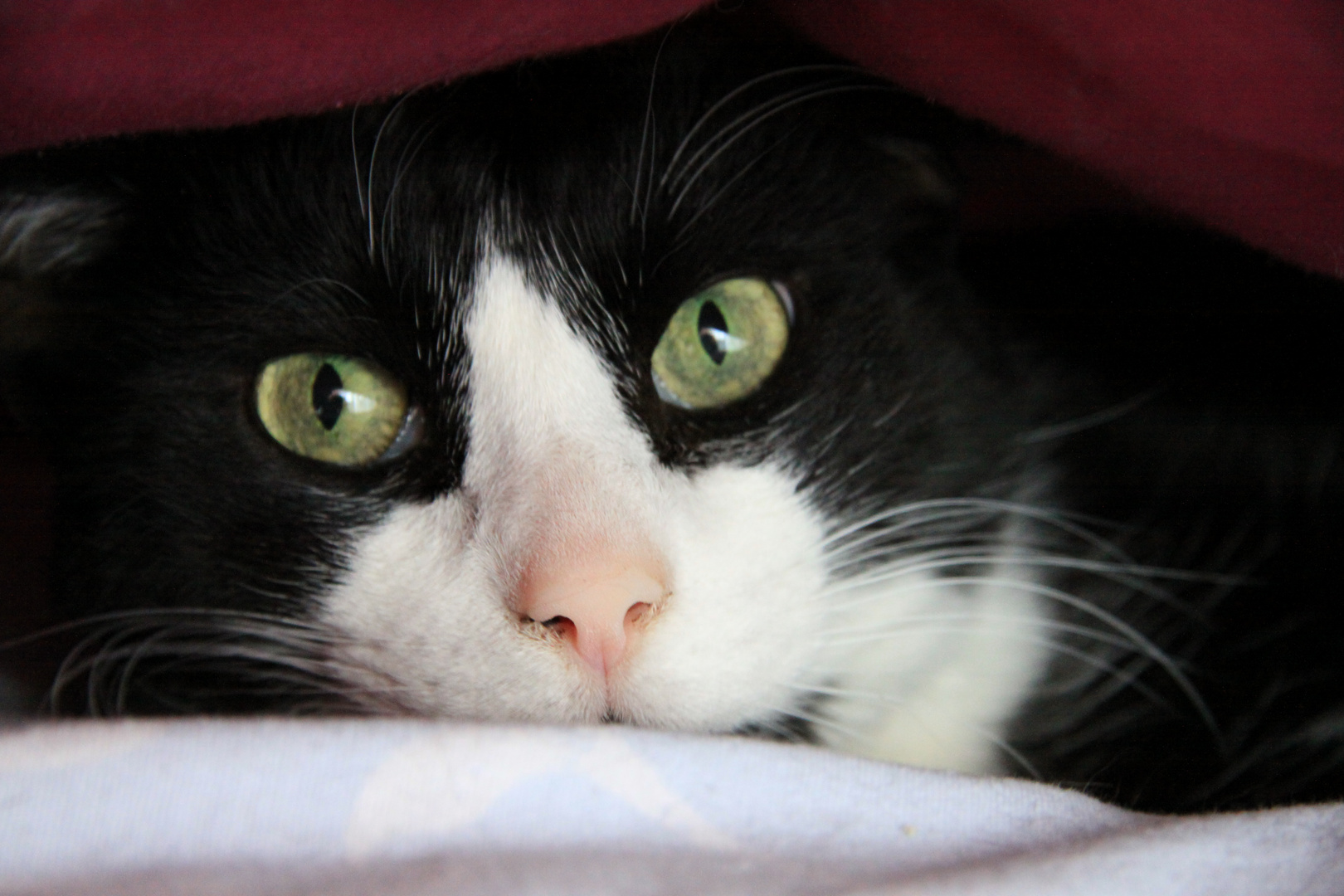 In Loving Memory Foto Bild Tiere Haustiere Katzen Bilder Auf Fotocommunity