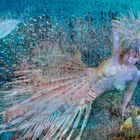 In Luftblasen gefangene Meerjungfrau