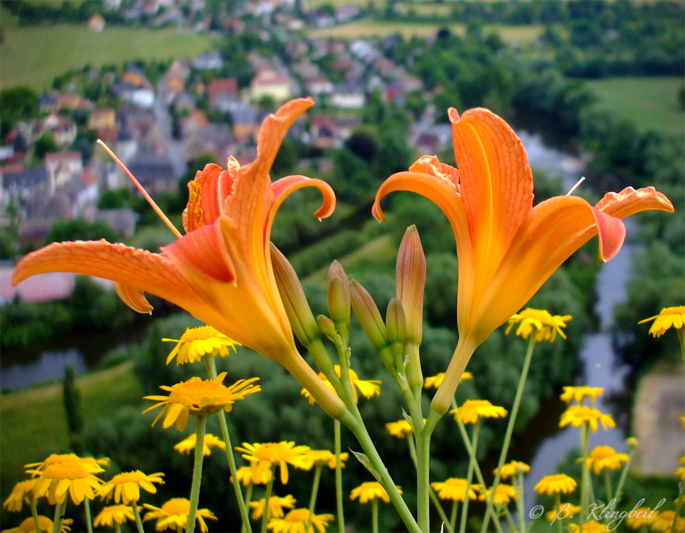 In luftiger Höhe - Lilien