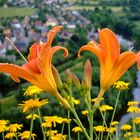 In luftiger Höhe - Lilien