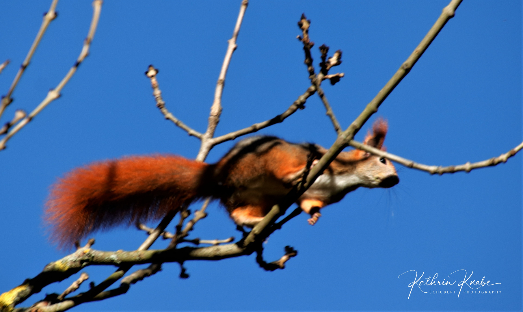 In luftiger Höhe schwingt sich das Eichhörnchen von Ast zu Ast