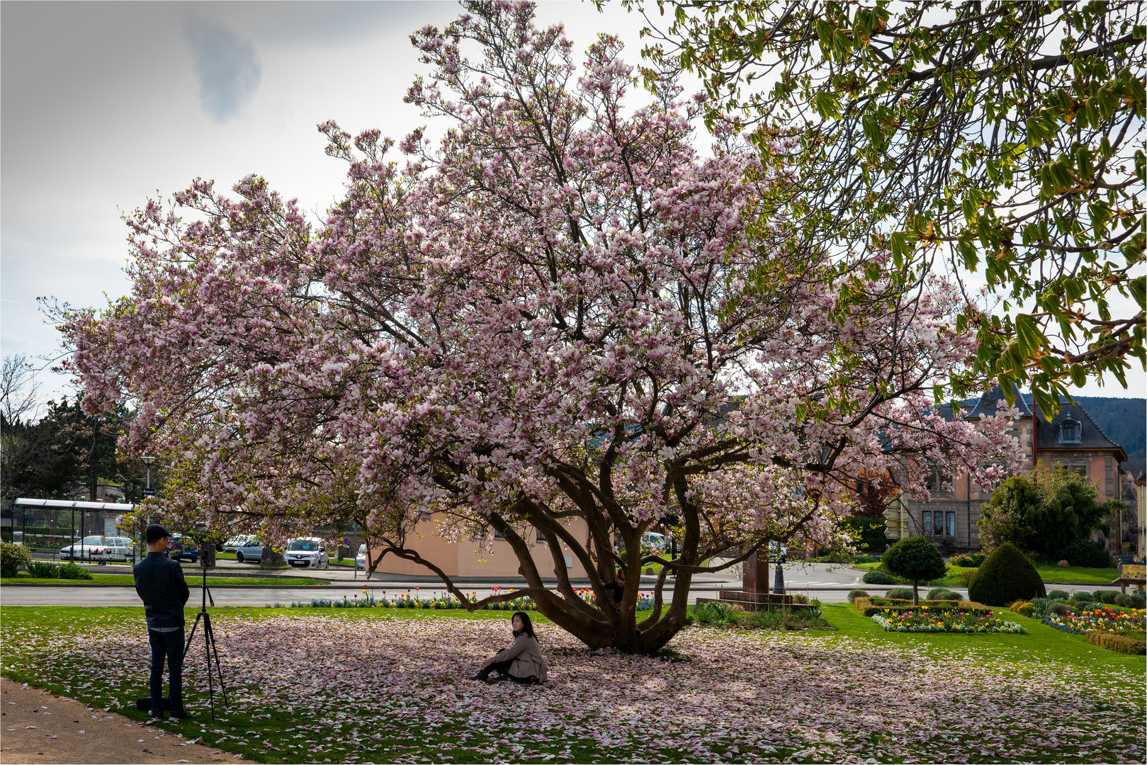 In Magnolienblüten