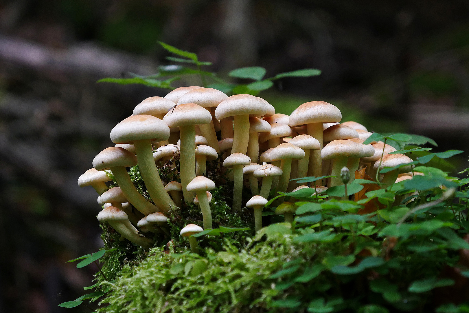 In Mainfranken im Wald